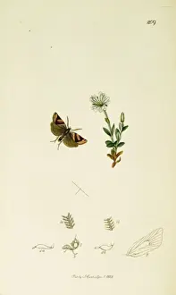 Curtis British Entomology Plate 209