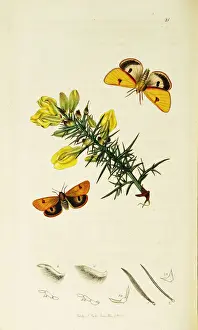 Curtis British Entomology Plate 21
