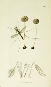Anopheles Gallery: Curtis British Entomology Plate 210