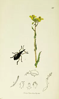 Curtis British Entomology Plate 211