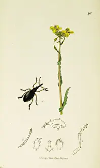 Cabbage Prints: Curtis British Entomology Plate 211
