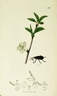 Prunus Gallery: Curtis British Entomology Plate 212