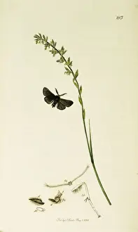 Muslin Prints: Curtis British Entomology Plate 213