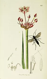 Flowering Gallery: Curtis British Entomology Plate 214