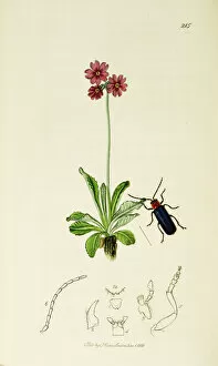 Primula Gallery: Curtis British Entomology Plate 215
