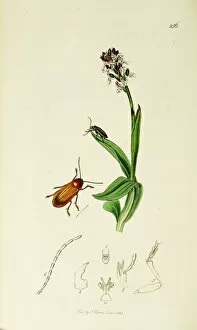 Orchis Gallery: Curtis British Entomology Plate 216