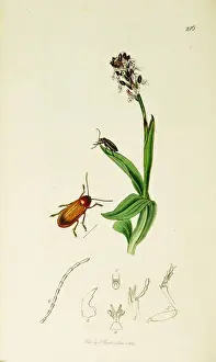 Orchis Prints: Curtis British Entomology Plate 216