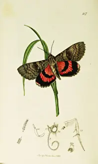 Curtis British Entomology Plate 217