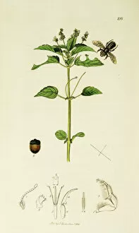 Annua Gallery: Curtis British Entomology Plate 218