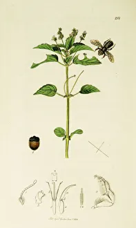 Annua Gallery: Curtis British Entomology Plate 218