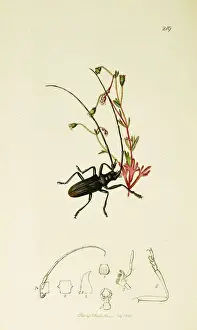 Popes Prints: Curtis British Entomology Plate 219