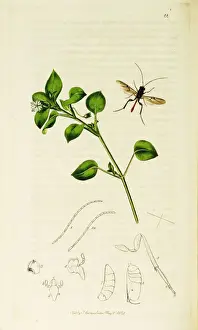 Curtis British Entomology Plate 22