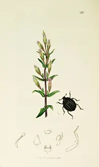 Autumnal Prints: Curtis British Entomology Plate 220