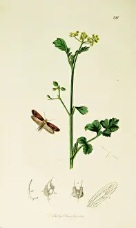Curtis British Entomology Plate 221