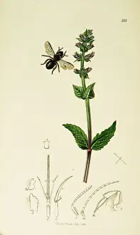 Curtis British Entomology Plate 222
