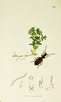 Curtis British Entomology Plate 223