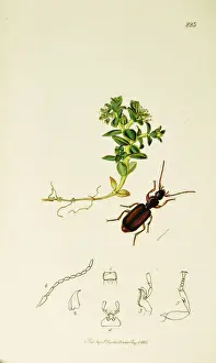 Arenaria Prints: Curtis British Entomology Plate 223