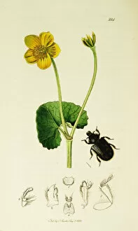 Caltha Collection: Curtis British Entomology Plate 224