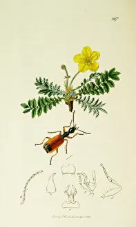 Curtis British Entomology Plate 227