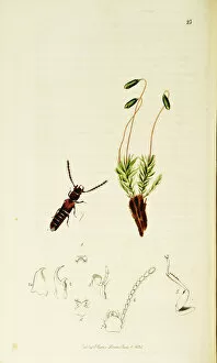 Curtis British Entomology Plate 23