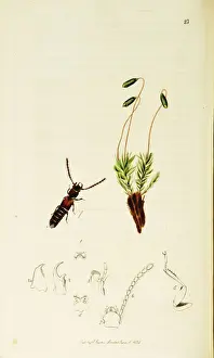 Staphylinus Prints: Curtis British Entomology Plate 23
