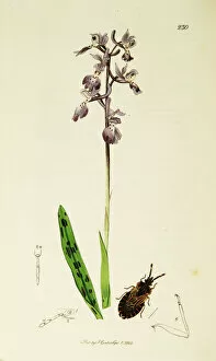 Orchis Gallery: Curtis British Entomology Plate 230