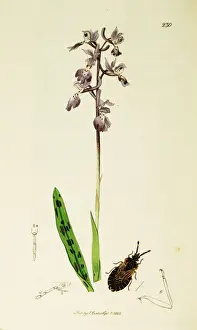 Orchis Prints: Curtis British Entomology Plate 230