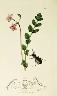 Erodium Prints: Curtis British Entomology Plate 231