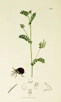 Shining Collection: Curtis British Entomology Plate 232