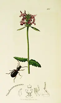Curtis British Entomology Plate 235