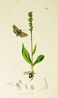 Lunar Prints: Curtis British Entomology Plate 237