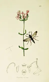 Curtis British Entomology Plate 238