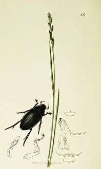 Curtis British Entomology Plate 239