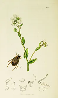 Anglica Gallery: Curtis British Entomology Plate 240