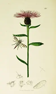 Centaurea Prints: Curtis British Entomology Plate 241