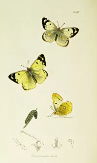 Clouded Collection: Curtis British Entomology Plate 242