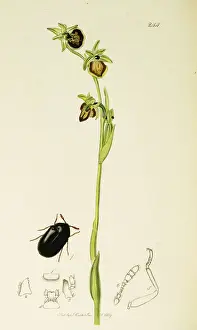 Serra Prints: Curtis British Entomology Plate 244