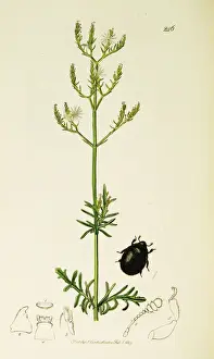 Curtis British Entomology Plate 246