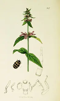 Palustris Prints: Curtis British Entomology Plate 247