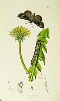 Brocade Gallery: Curtis British Entomology Plate 248