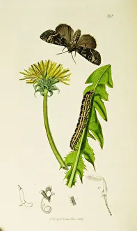 Brocade Gallery: Curtis British Entomology Plate 248