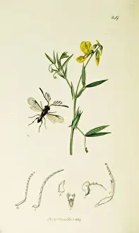 Curtis British Entomology Plate 249