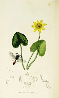 Curtis British Entomology Plate 25