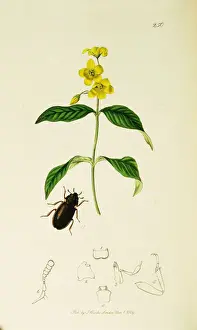 Punctatus Prints: Curtis British Entomology Plate 250