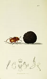 Aestivum Gallery: Curtis British Entomology Plate 251