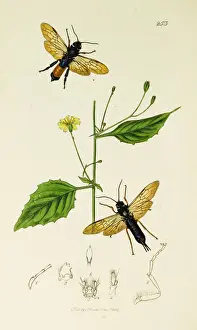 Communis Prints: Curtis British Entomology Plate 253