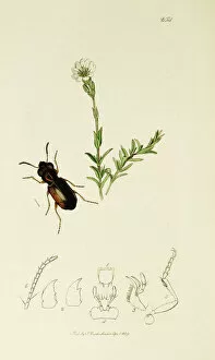 Curtis British Entomology Plate 254