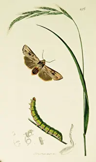 Curtis British Entomology Plate 256
