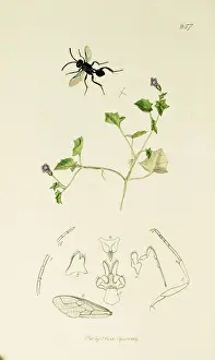 Minutus Prints: Curtis British Entomology Plate 257