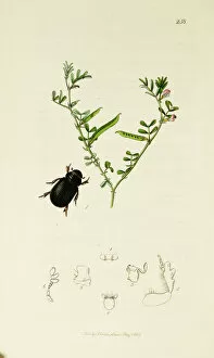 Curtis British Entomology Plate 258